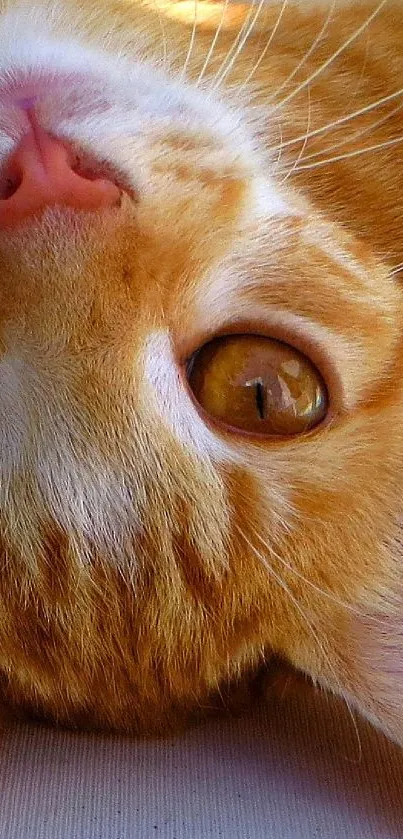 Adorable ginger cat lying upside down with striking orange fur.