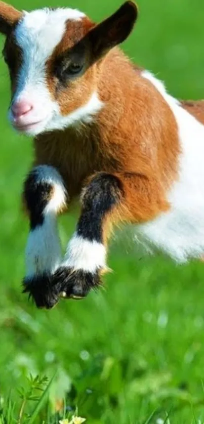 Young goat jumping on green grass.