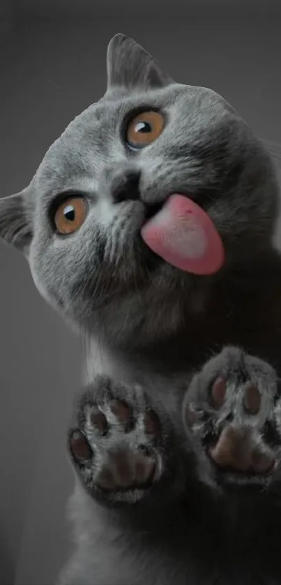 Playful grey cat with tongue out in cute wallpaper.