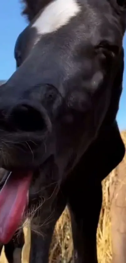 Close-up of a playful horse with tongue out in nature.