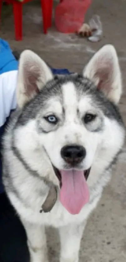 Playful Husky with blue eyes on a mobile wallpaper.