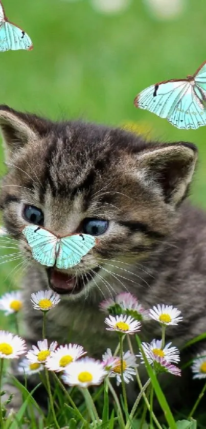 Kitten plays with butterflies in a flowered meadow.