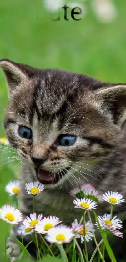 Adorable kitten playing among blooming daisies in a lush green field.