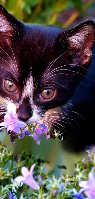 Adorable black kitten sniffing purple flowers in a vibrant garden setting.