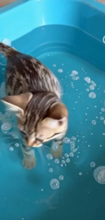 Cute kitten playing in a blue tub with bubbles.