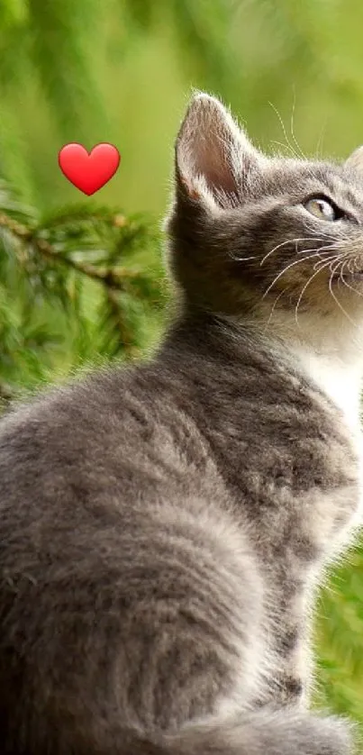 Cute kitten sits by greenery with a heart in the background.