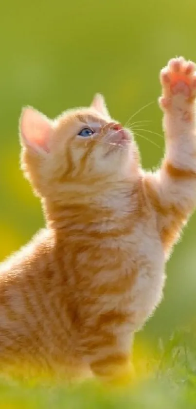 Orange kitten reaching upward in lush green field, under bright sunlight.