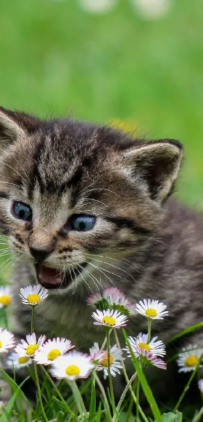 Cute kitten playing among daisies on green grass.