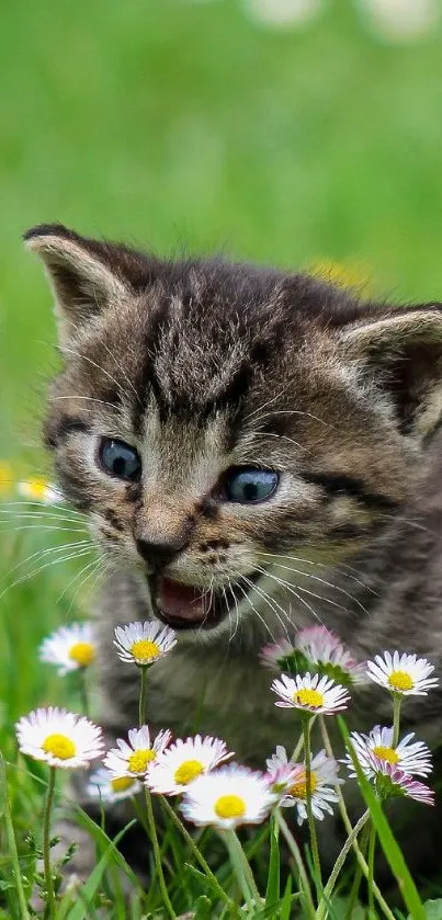 Playful kitten among daisies in a green meadow.