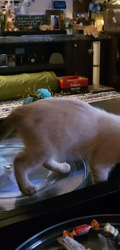 Playful kitten exploring indoors on living room table.