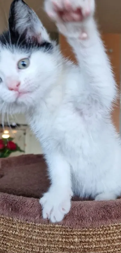 Adorable black and white kitten raising its paw in a playful gesture.