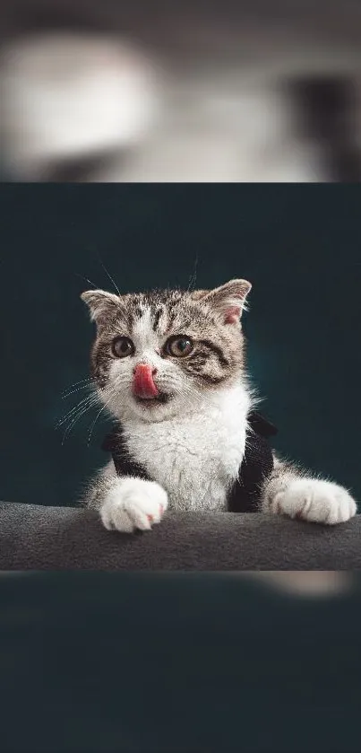 Adorable kitten licking its paw against a dark green background.