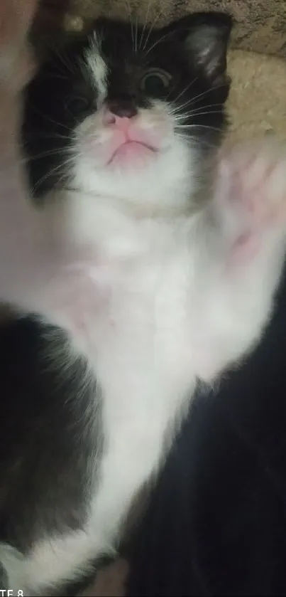 Playful black and white kitten lying down with paws up.