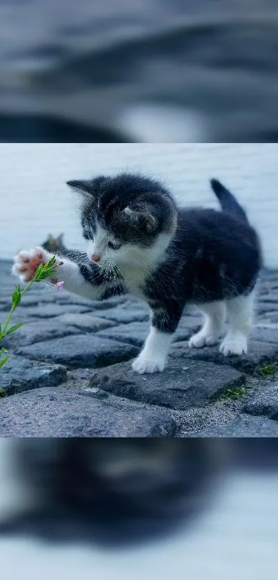 Cute kitten playing on cobblestone path with a tiny flower.