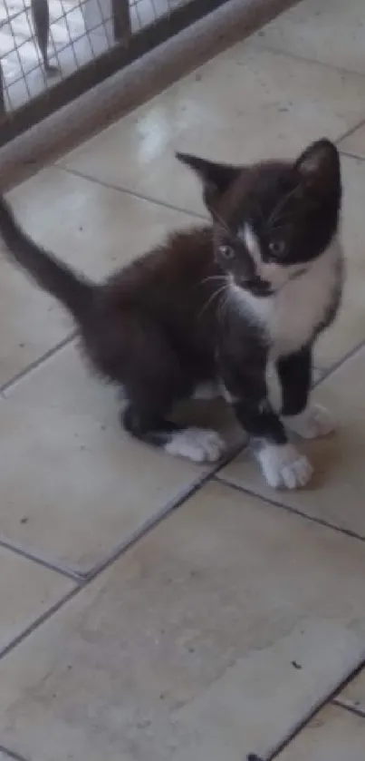 Playful black and white kitten on tiled floor.