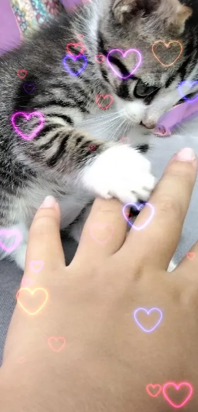 Playful kitten touches hand on a cozy pink background.