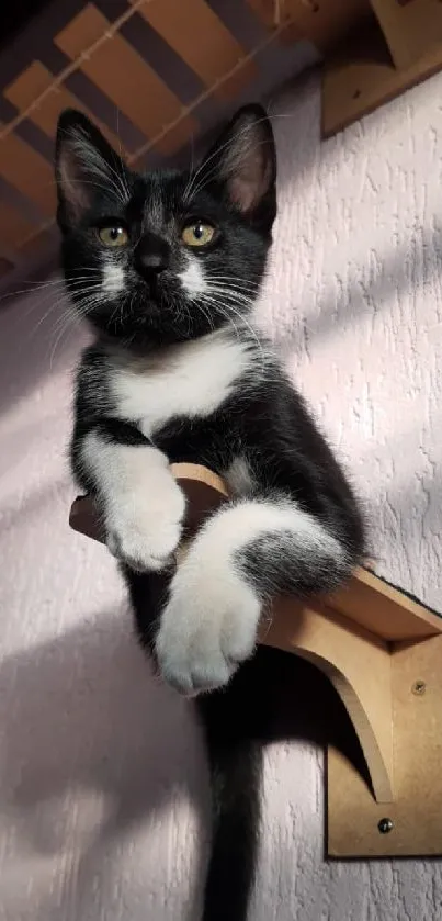 Adorable black and white kitten on wooden wall perch.