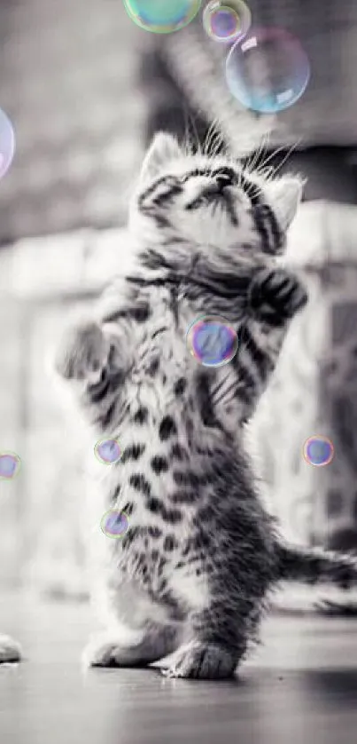 Gray kitten stands playfully on hind legs with bubbles above.