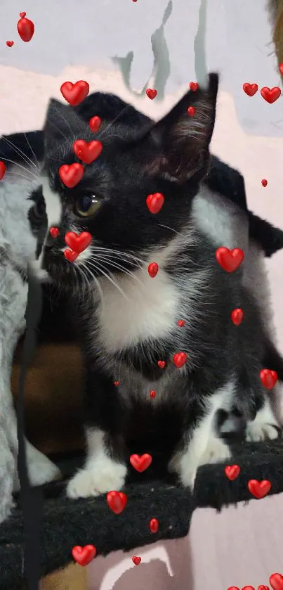 Black and white kitten surrounded by red hearts on a mobile wallpaper.