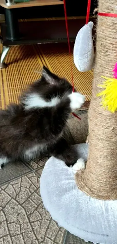 Cute kitten playing with a scratching post featuring bright colors.