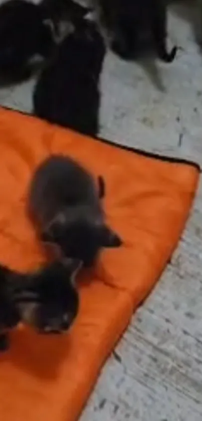 Kittens playing on an orange blanket