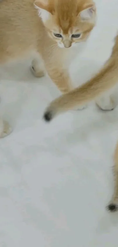 Playful kittens with beige fur on a white background.