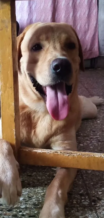 Labrador smiling under a wooden table.