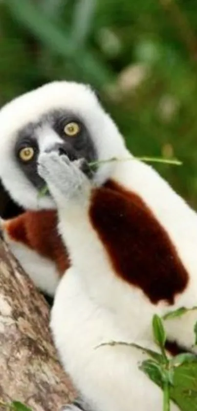 Lemur sitting on a tree with greenery.