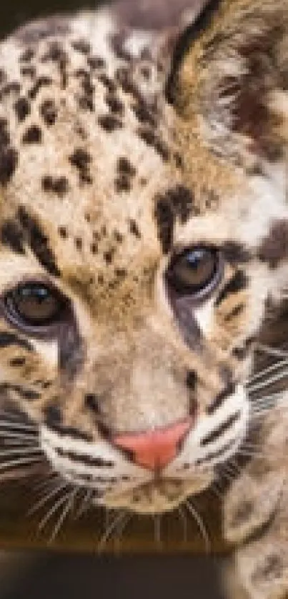 Close-up image of a playful leopard.