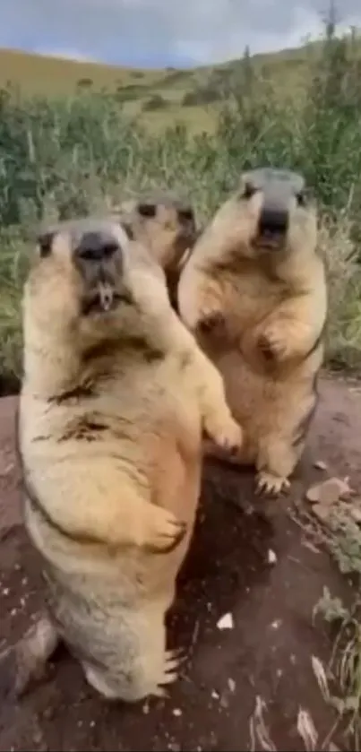 Three marmots stand curiously in a natural habitat, surrounded by greenery.