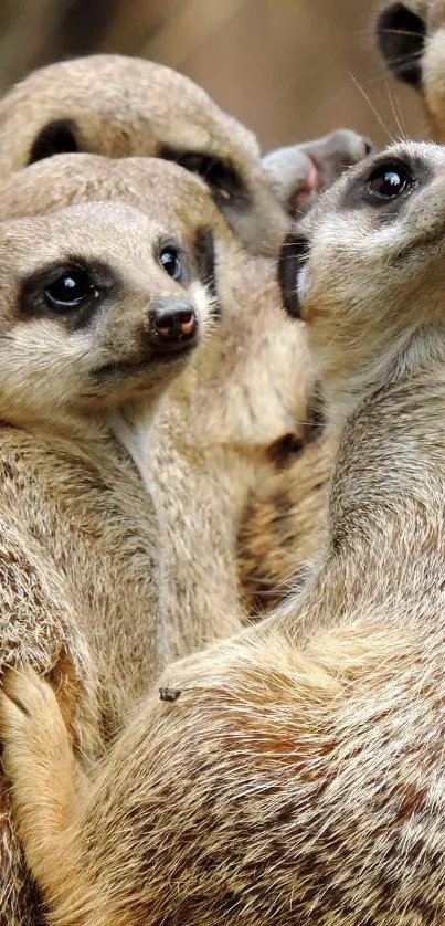 Charming meerkats gathered closely in a group, showcasing their social behavior.