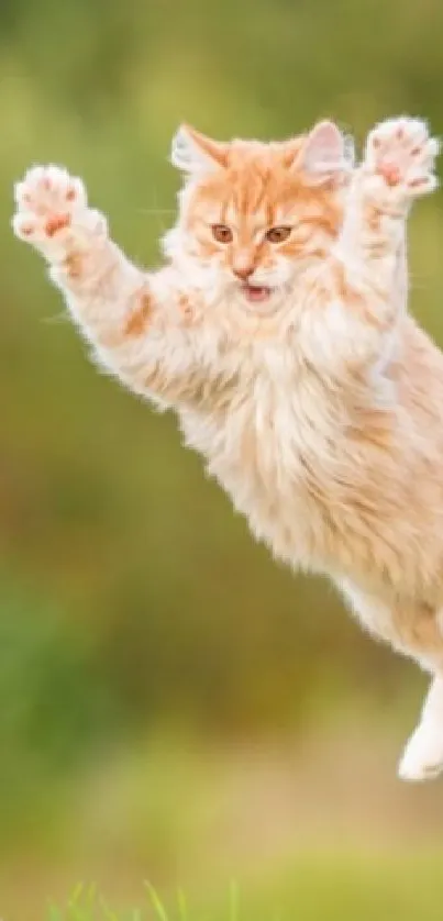 A lively orange cat jumping in a green natural setting, perfect for phone wallpaper.