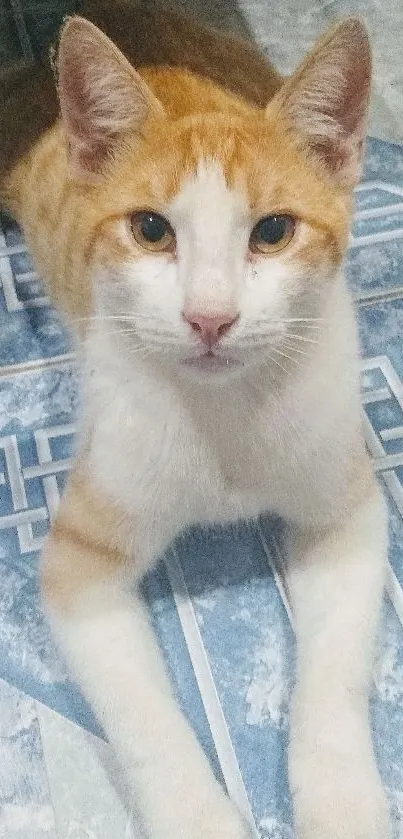 Orange and white cat lounging on blue patterned floor.