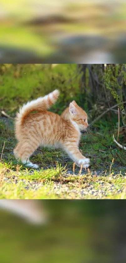 Playful orange kitten walking outdoors on a grassy field.