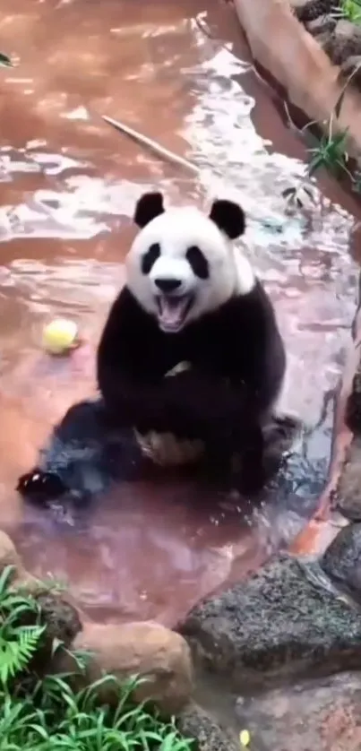 Playful panda sitting in water surrounded by rocks and greenery.