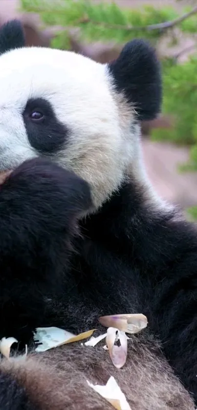 Playful panda munching on bamboo with a joyful expression.