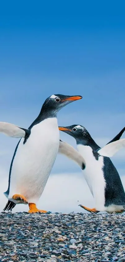 Playful penguins on a pebble beach under a bright blue sky.