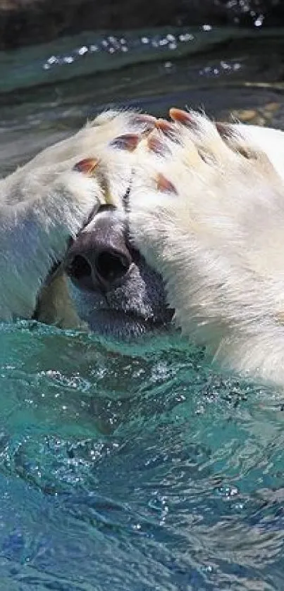 Playful polar bear hiding face in blue water.