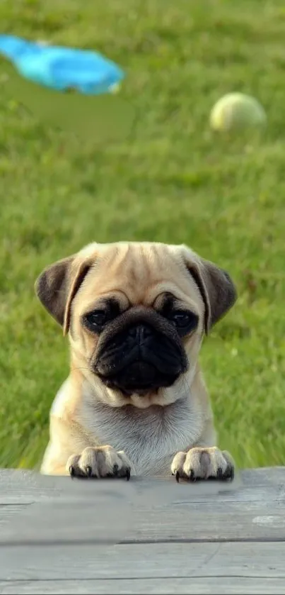 Adorable pug puppy in green meadow, perfect mobile wallpaper for dog lovers.