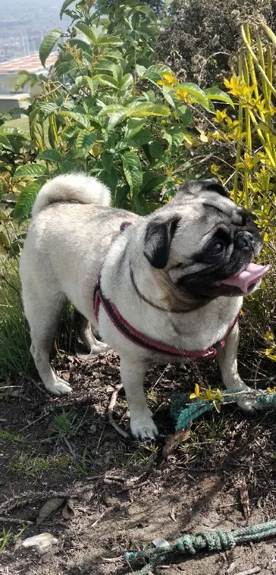 Playful pug standing in a lush green garden.