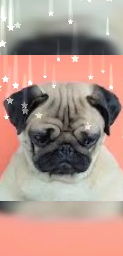 Adorable pug with stars on coral background.