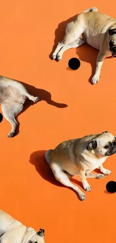 Adorable pugs on vibrant orange background mobile wallpaper.