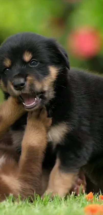 Two playful puppies wrestling on grass.