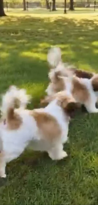 Playful puppies frolicking in a sunlit park on green grass.