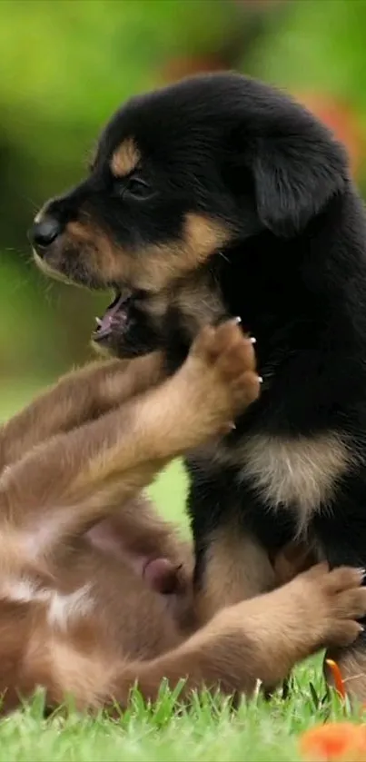 Two puppies playing joyfully on green grass.