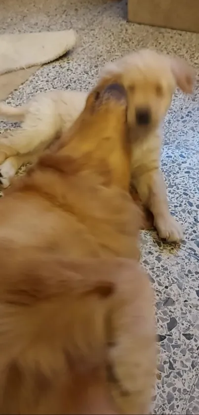 Two playful puppies on a speckled floor.