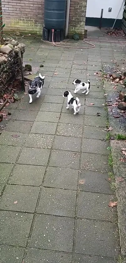 Four playful black and white puppies on a garden path.