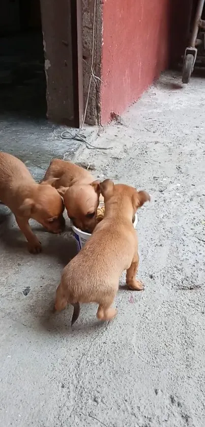 Three puppies gather around a bowl on a rustic floor.