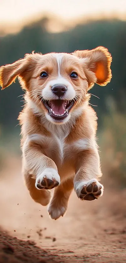 Cute puppy running joyfully outdoors.