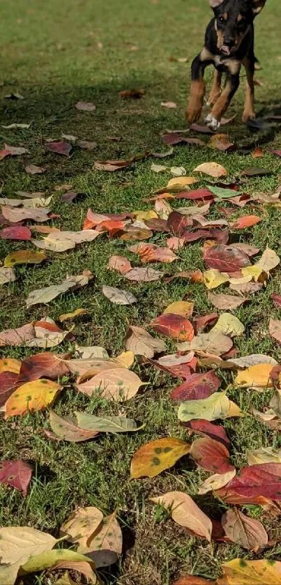 Puppy playing on a lawn covered in colorful autumn leaves.